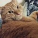 Illustration for article titled Marvel Finally Learned What GMG Has Known All Along: Ginger Cats Are Great